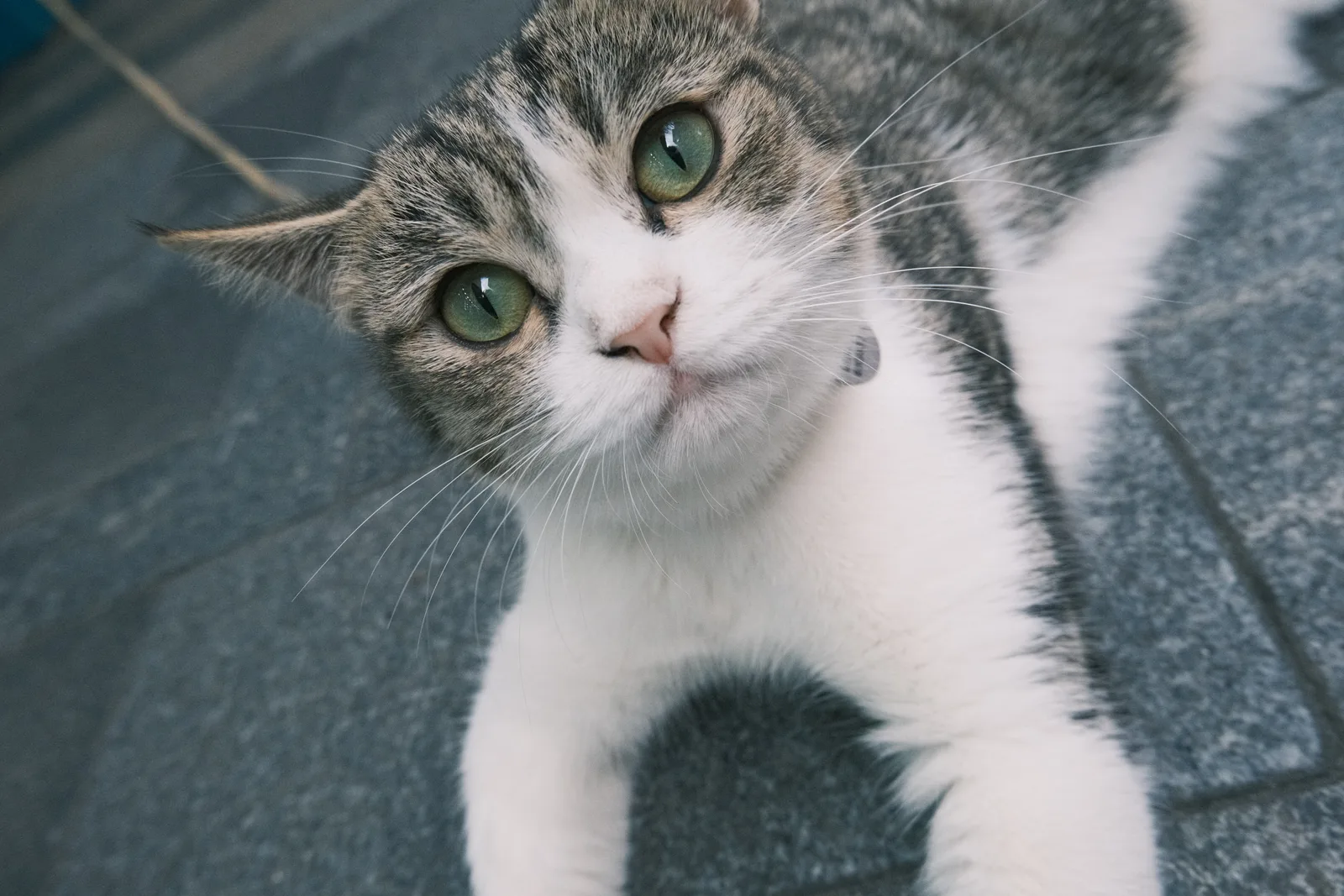 一只猫靠近镜头，仰起脸望向画面之外。